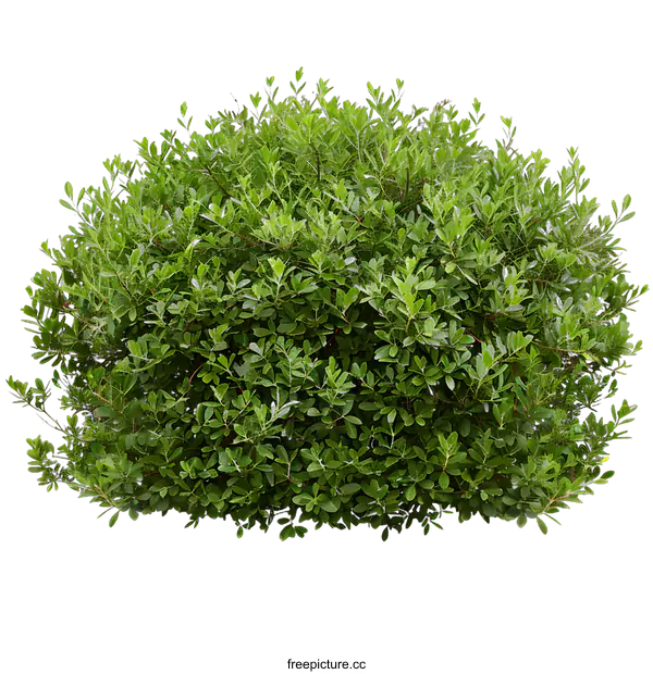 [Transparent Background PNG]Green Bush Isolated on White Background