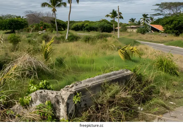 Overgrown Grass and Palm Trees in a Tropical Landscape