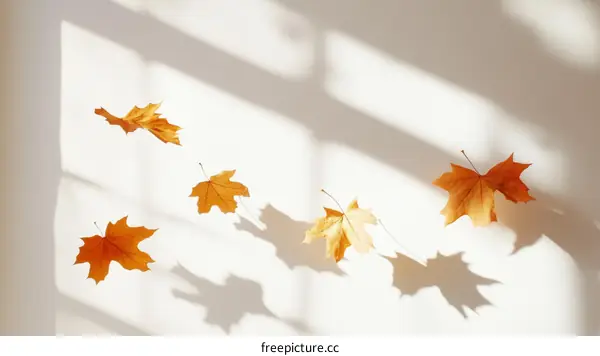 Autumn Leaves Floating on a White Background