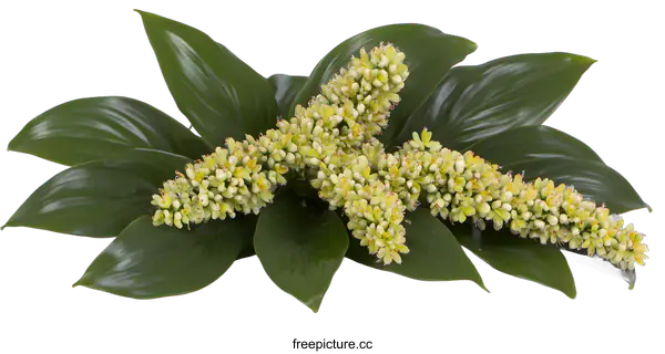 [Transparent Background PNG]Close Up of Green Leaves and Small Yellow Flowers