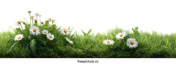 [Transparent Background PNG]Beautiful Spring Flowers in Green Grass