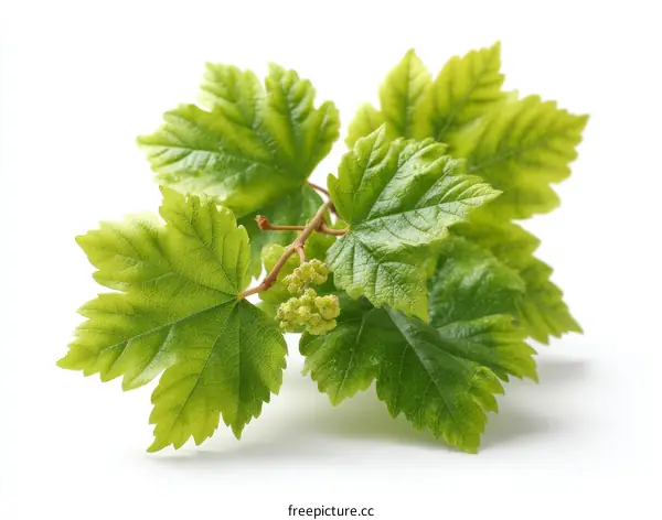 Fresh Grapevine Leaves Close-up