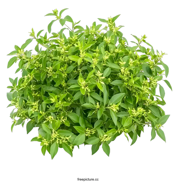 [Transparent Background PNG]Green Bush with Tiny White Flowers Isolated on White Background