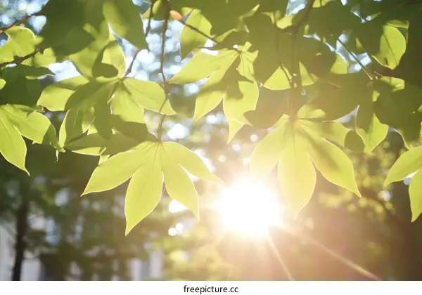 Sunlight Shining Through Green Leaves