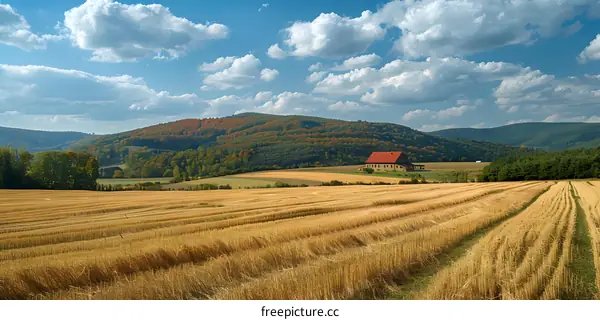 A golden field with a house in the distance
