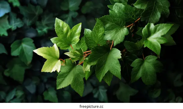 Close-up of vibrant green leaves
