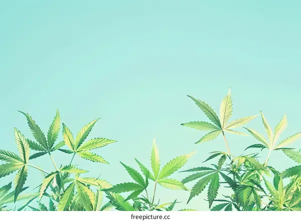 Green Cannabis Leaves on a Blue Background