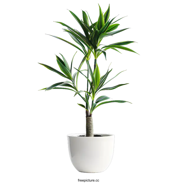 [Transparent Background PNG]Green Plant in White Pot on White Background