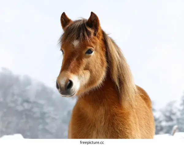Winter Scene with a Horse in Snowy Mountains