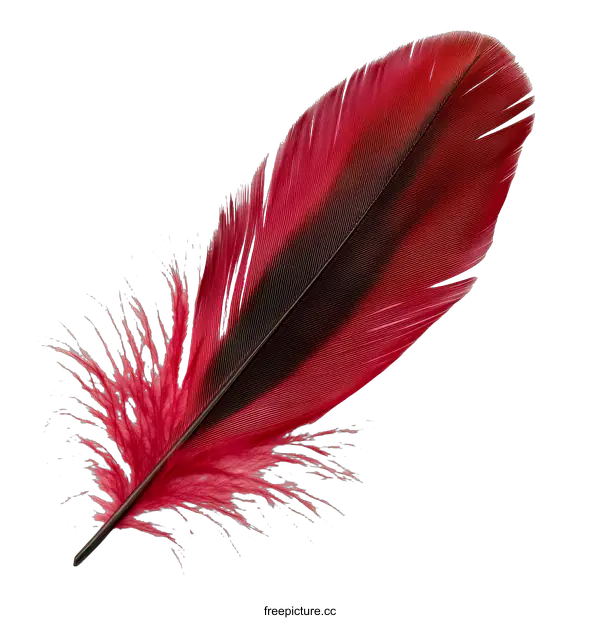 [Transparent Background PNG]Beautiful Red and Black Bird Feather