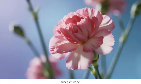 Close-up of Pink Carnation Flower with Soft Petals