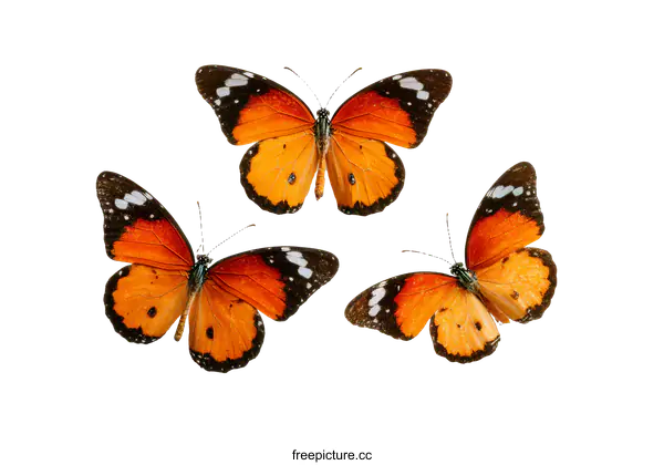 [Transparent Background PNG]Three Beautiful Orange Butterflies on a White Background