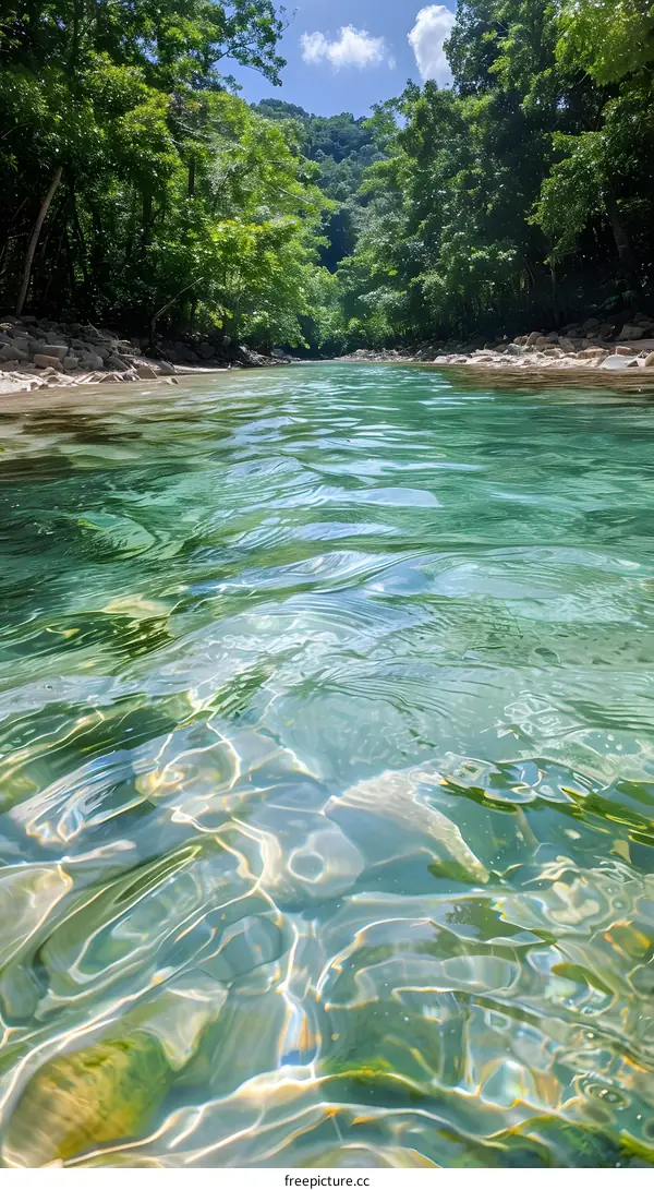 Clear Water River Forest