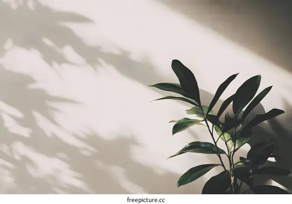 Green Plant Shadow on White Wall Background