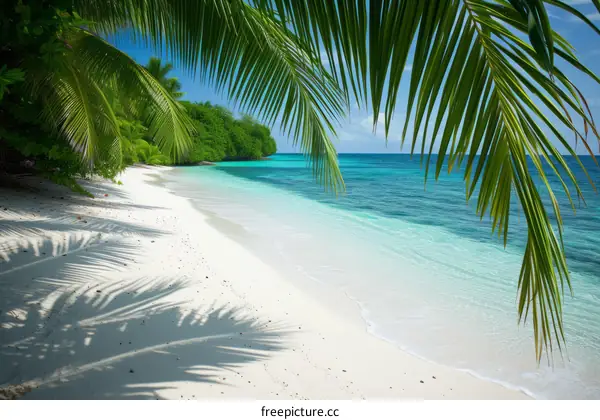 Beach with palm trees and white sand