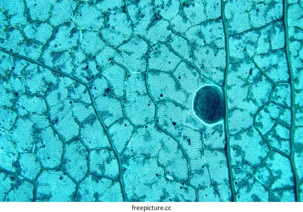 Close-up Image of a Leafs Internal Structure