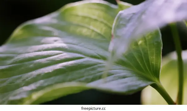 Close-up of vibrant green hosta leaf with visible texture under sunlight