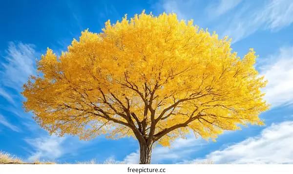 Autumn Gold Tree Against a Vibrant Sky