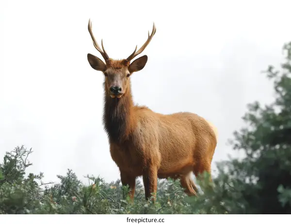 Elk in the Woods Stunning Wildlife Photography