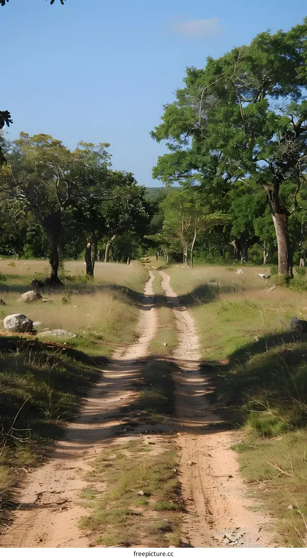 The long dirt road through the forest