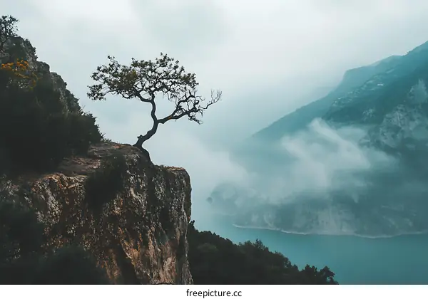 Lonely Tree on Cliff Overlooking Misty Valley