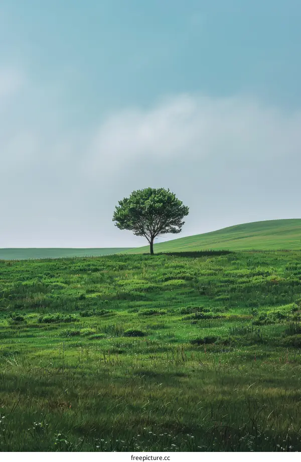 Lonely Tree on a Hill