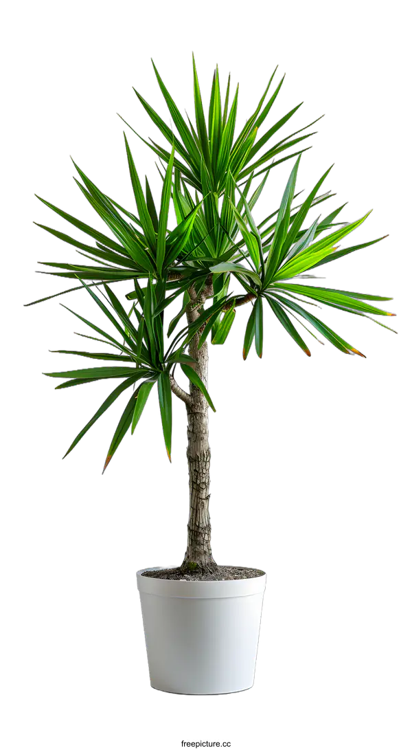 [Transparent Background PNG]A potted yucca plant