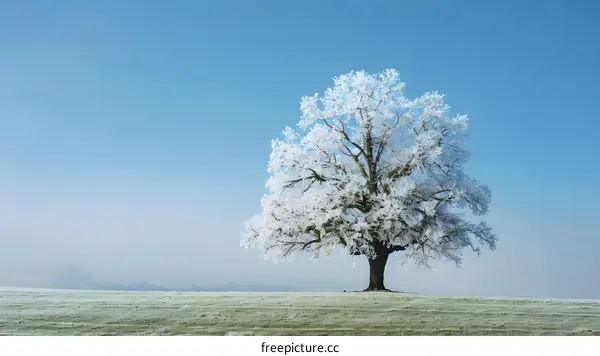 Winter Landscape with Frosted Tree