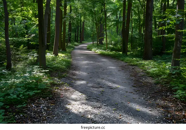 Pathway Through Lush Green Forest