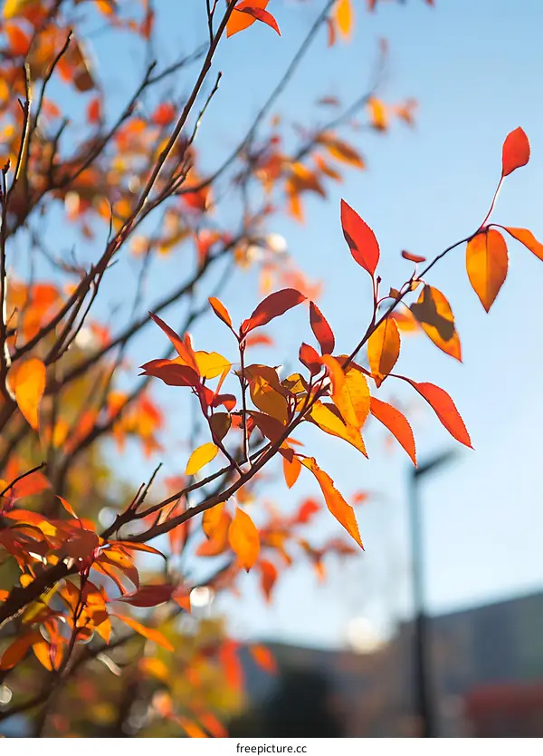 Autumn Leaves on Branch Against Blue Sky