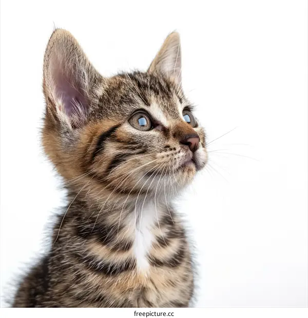 Cute Tabby Kitten Looking Up