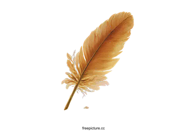 [Transparent Background PNG]A Single Feather on a White Background