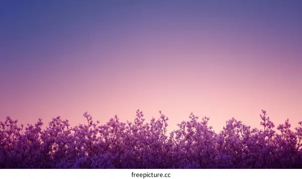 Beautiful Purple Blossoms against a Gradient Sky