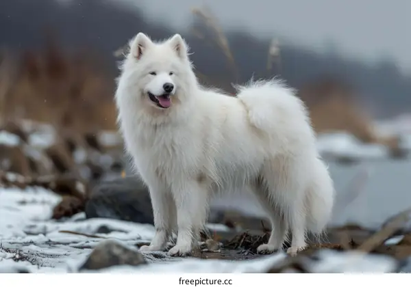 Samoyed dog standing on snow-covered rocks near a river in winter