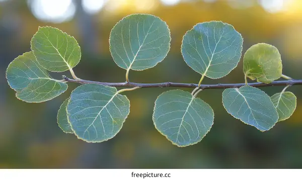 Closeup of Vibrant Green Leaves on a Branch
