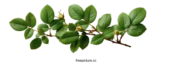 [Transparent Background PNG]Fresh Rose Leaves on a White Background