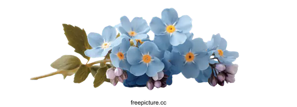 [Transparent Background PNG]Delicate Forget-Me-Nots Blossoms on White Background