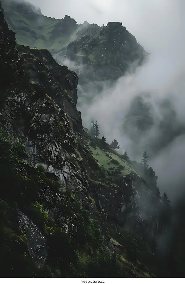Misty Mountain Landscape with Green Foliage and Tall Pines