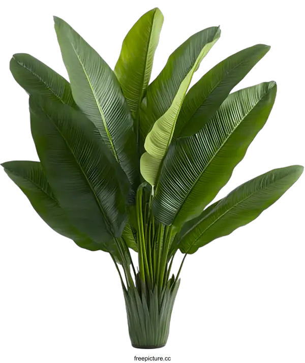 [Transparent Background PNG]Green Tropical Plant in Pot