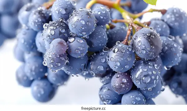 Close-up of a bunch of ripe blue grapes with water drops