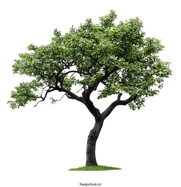 [Transparent Background PNG]Isolated Green Tree with Lush Foliage