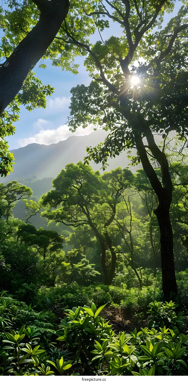 The sun shines through the trees in the forest