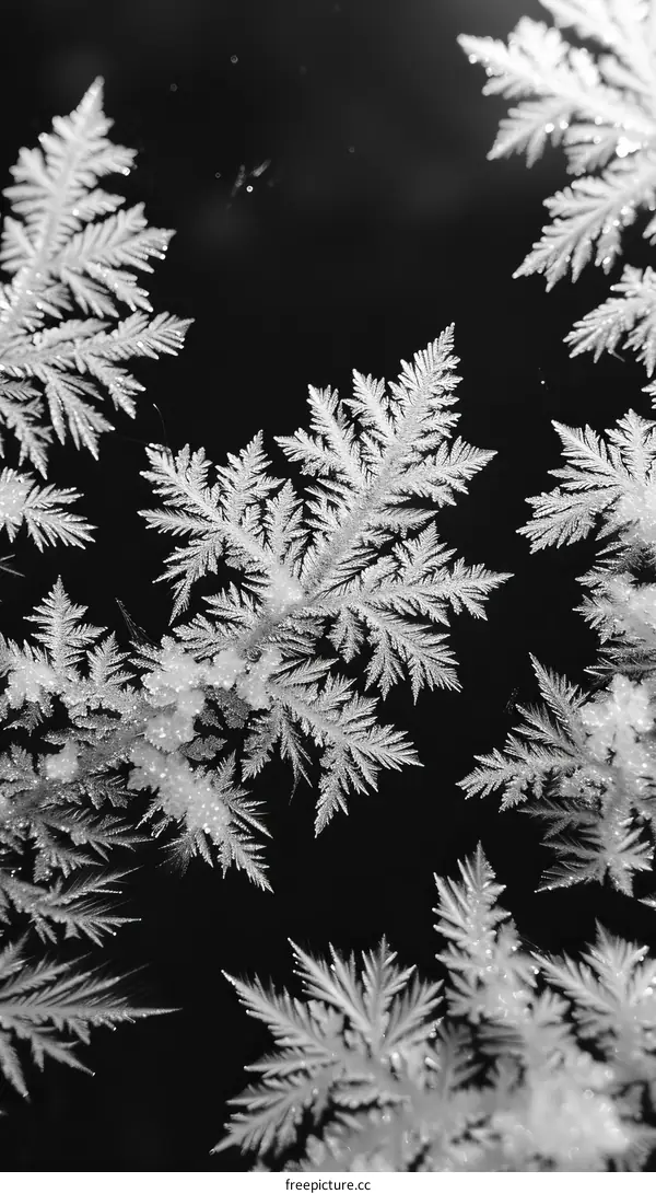 Black and white close up of snowflakes on a window