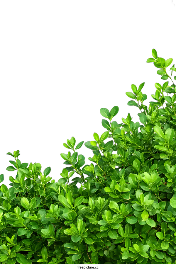 [Transparent Background PNG]Green Leaves Border Isolated on White Background