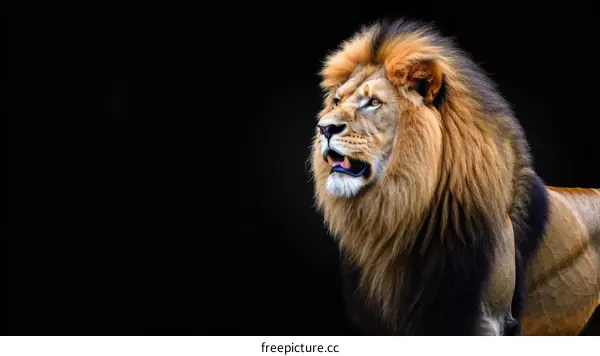 A majestic lion with a dark background