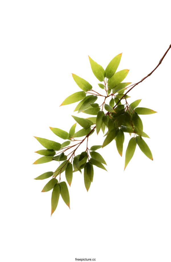 [Transparent Background PNG]Elegant Branches with Fresh Green Leaves