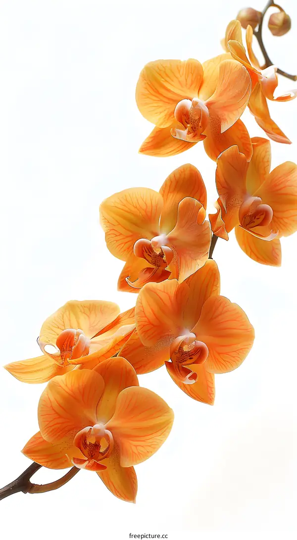 Orange Orchids