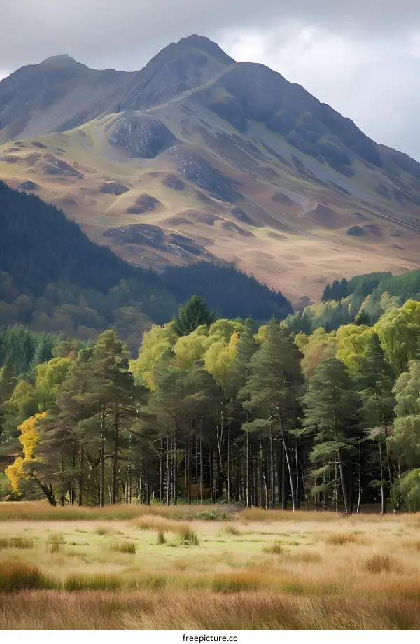Mountain Range with Forest and Grass Field
