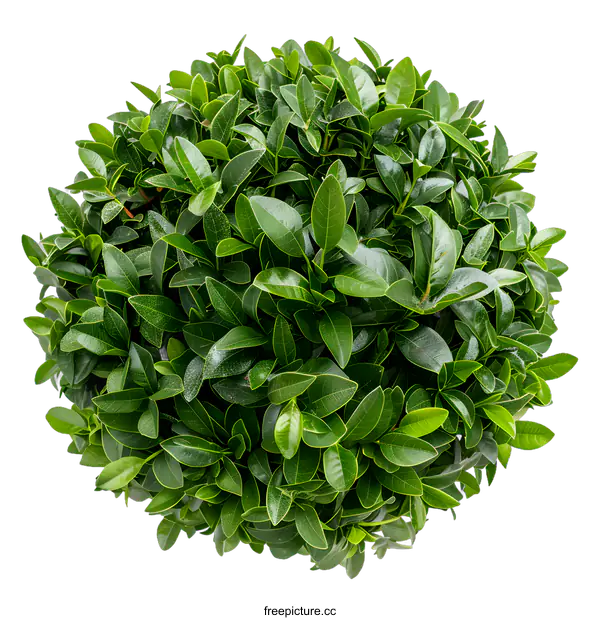 [Transparent Background PNG]Green Bush Top View Isolated on White Background