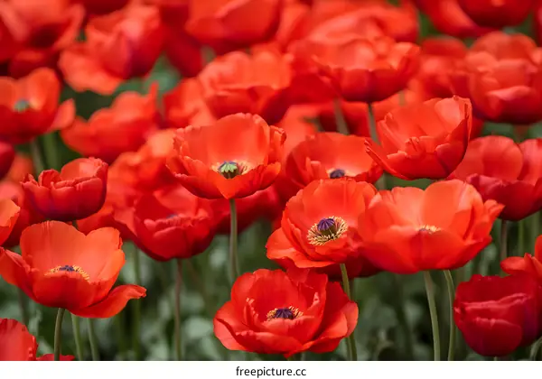 Red Poppy Flowers Blooming In Field